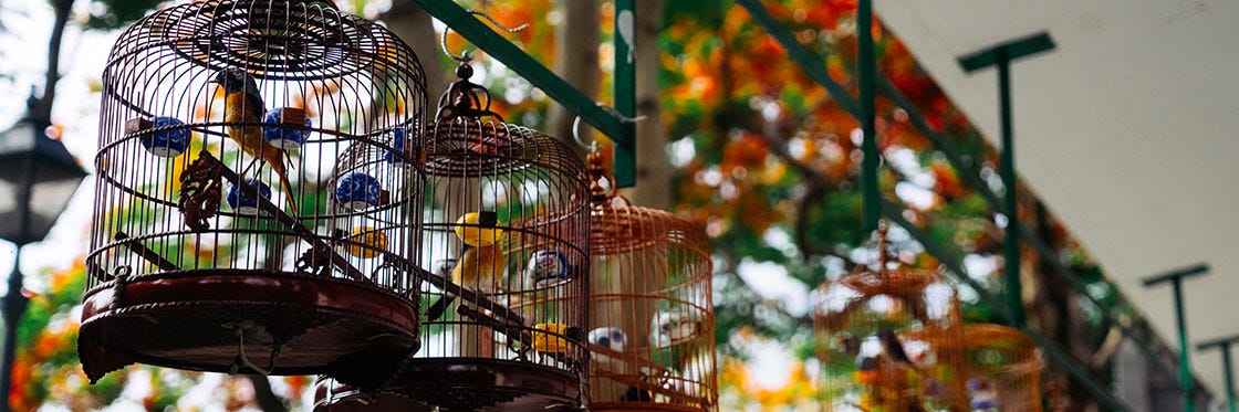 Hong Kong Bird Market